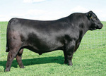 S A V Bismark 5682