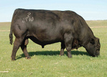 S Chisum 6175
