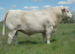 LT Bluegrass 4017 P