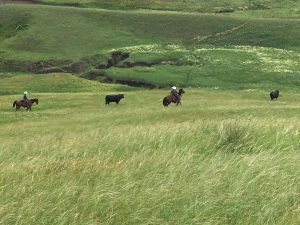 What to Look for When Booking Hunting Ranches in South Dakota