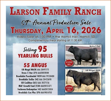 Annual yearling bull auction