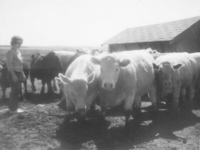 Heritage white cattle