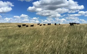 Herd under cloudy sky