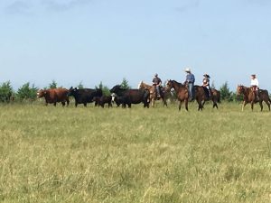 Ranch Horses for Sale in South Dakota Breeds, Traits & What to Look For