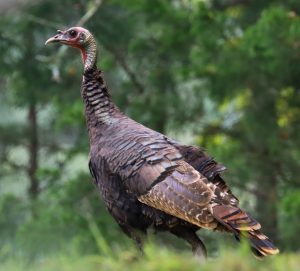 Spring Thunder on the Prairie A Turkey Hunt at Larson Ranch