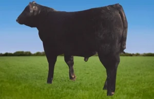 The Real Cost of Owning Cattle Ranches in South Dakota No One Talks About