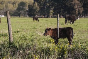 What to Look for When Buying Bred Heifers in South Dakota