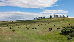 Bull Sales in South Dakota How to Pick the Right Sire for Your Herd