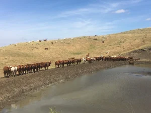 Why the White River Hills Make South Dakota a Premier Hunting Destination