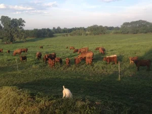 South Dakota Cattle Auctions: How They Work and How to Win